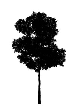 Beyaz arkaplanda fırça için ağaç silueti
