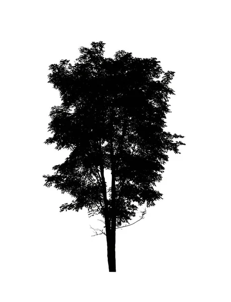 Silhouette Albero Pennello Sfondo Bianco — Foto Stock