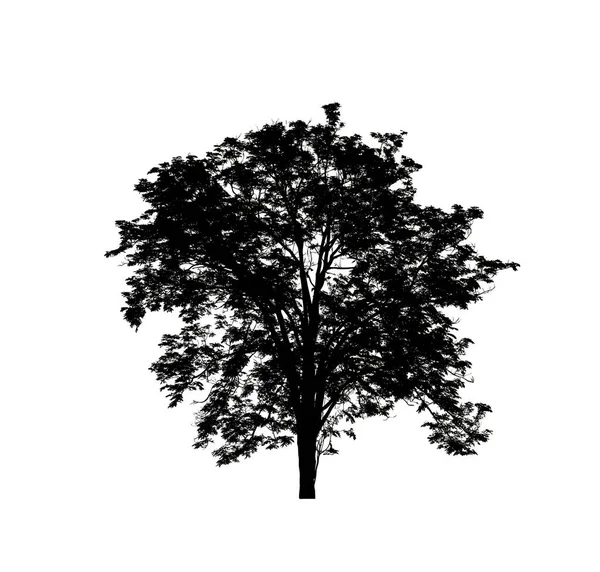 Tree Silhouette Brush White Background — Stock Photo, Image