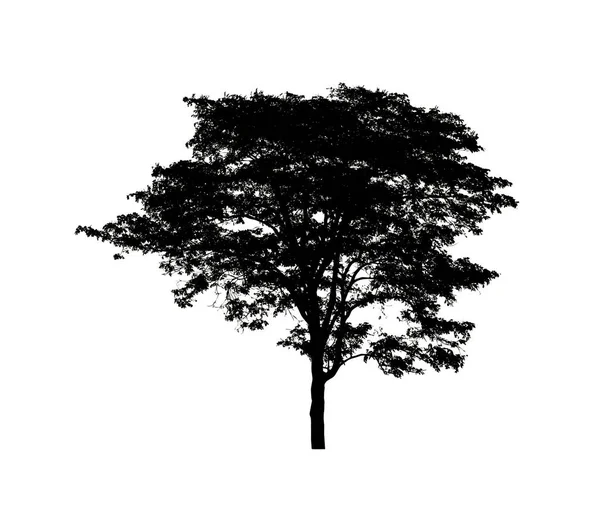 Silueta Árbol Para Pincel Sobre Fondo Blanco —  Fotos de Stock