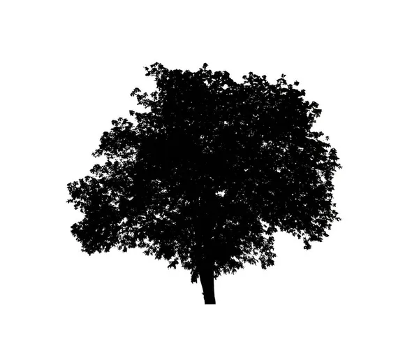 Silhouette Albero Pennello Sfondo Bianco — Foto Stock