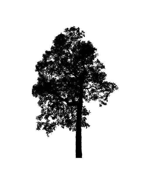 Siluet Pohon Yang Terisolasi Untuk Kuas Pada Latar Belakang Putih — Stok Foto