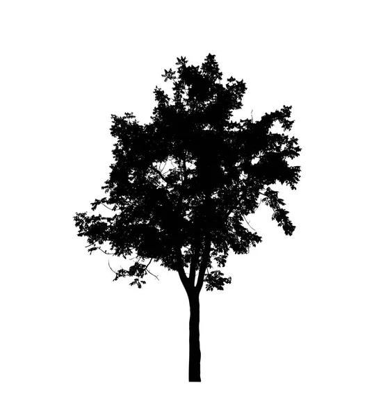 Izolowana Sylwetka Drzewa Pędzla Białym Tle — Zdjęcie stockowe