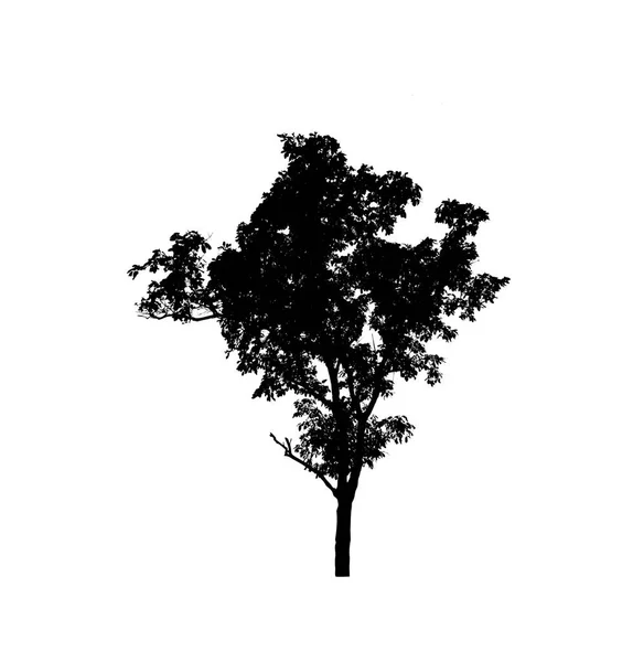 白色背景下用于刷子的独立树型轮廓 — 图库照片
