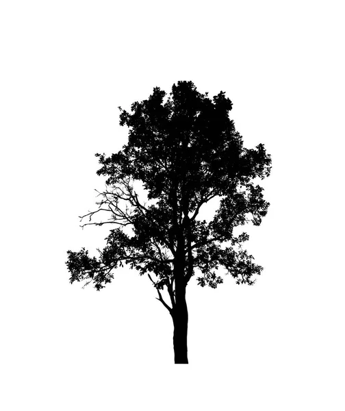 白色背景下用于刷子的独立树型轮廓 — 图库照片