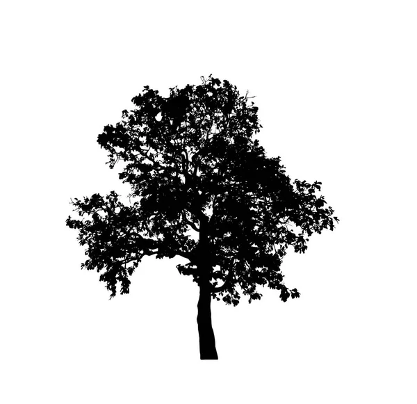 Ізольований Силует Дерева Пензля Білому Тлі — стокове фото