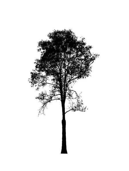 Μεμονωμένη Σιλουέτα Δέντρου Για Πινέλο Λευκό Φόντο — Φωτογραφία Αρχείου