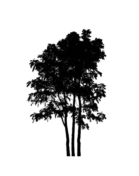 Изолированный Силуэт Дерева Кисти Белом Фоне — стоковое фото