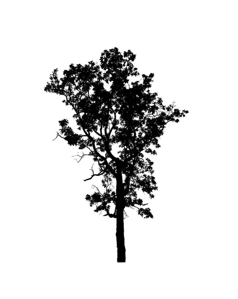 Silhouette Albero Isolato Pennello Sfondo Bianco — Foto Stock