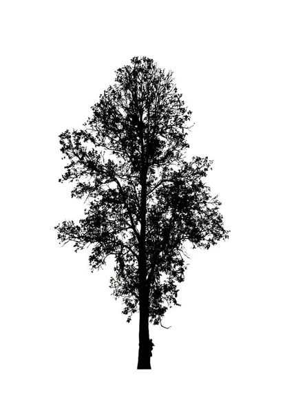 Izolowana Sylwetka Drzewa Pędzla Białym Tle — Zdjęcie stockowe