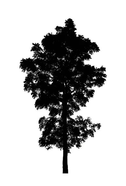 Tree Silhouette Brush White Background — Stock Photo, Image