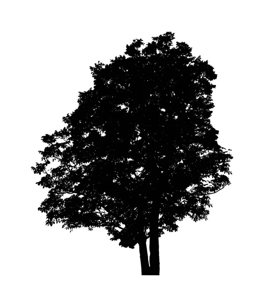 Tree Silhouette Brush White Background — Stock Photo, Image