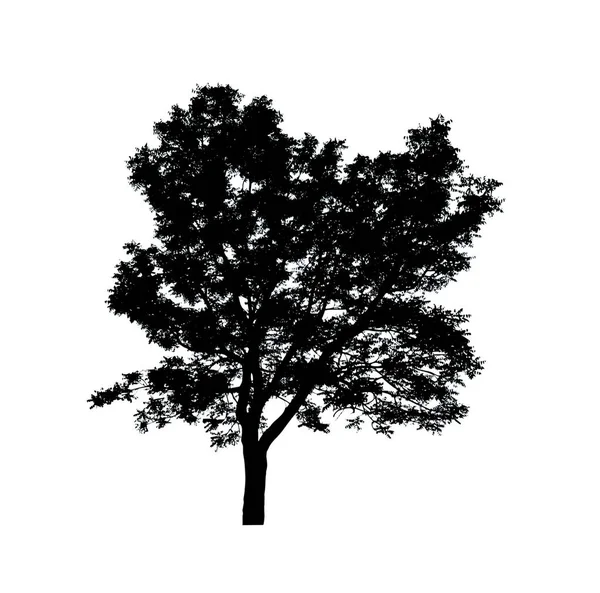 Izolovaný Strom Silueta Pro Štětec Bílém Pozadí — Stock fotografie