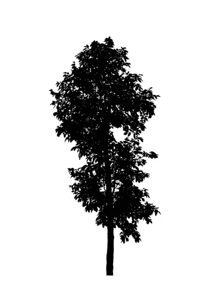 Silhouette Albero Isolato Pennello Sfondo Bianco — Foto Stock