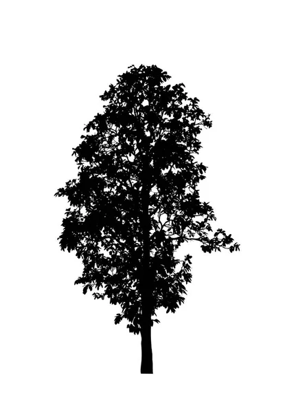 Silhouette Albero Isolato Pennello Sfondo Bianco — Foto Stock