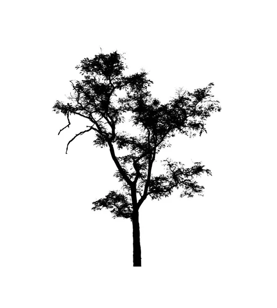 Silhouette Arbre Isolée Pour Brosse Sur Fond Blanc — Photo