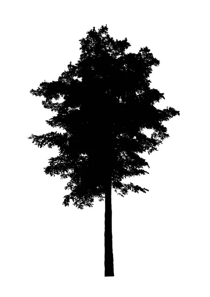 Tree Silhouette Brush White Background — Stock Photo, Image