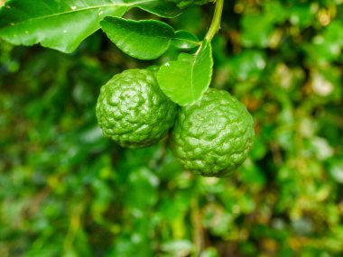 Bergamot ve yeşil yapraklar ağaçta.
