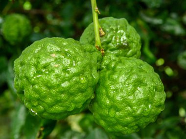 Bergamot ve yeşil yapraklar ağaçta.