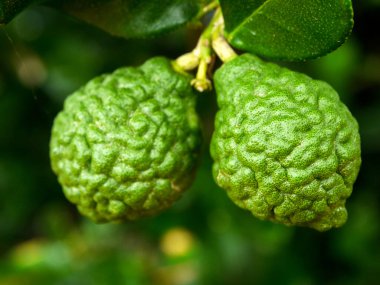 Bergamot ve yeşil yapraklar ağaçta.