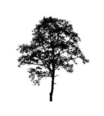 Beyaz arkaplanda fırça için ağaç silueti