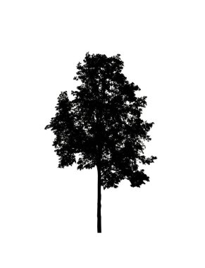 Beyaz arkaplanda fırça için ağaç silueti