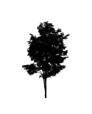 Beyaz arkaplanda fırça için ağaç silueti