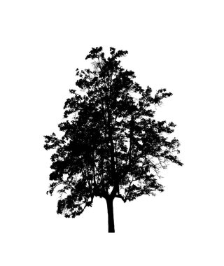 Beyaz arkaplanda fırça için ağaç silueti
