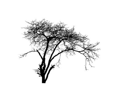 Beyaz arkaplanda fırça için ağaç silueti