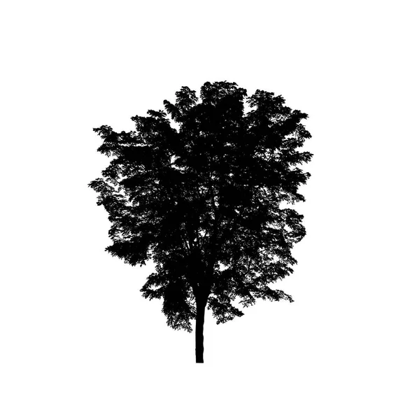 Tree Silhouette Brush White Background — Stock Photo, Image