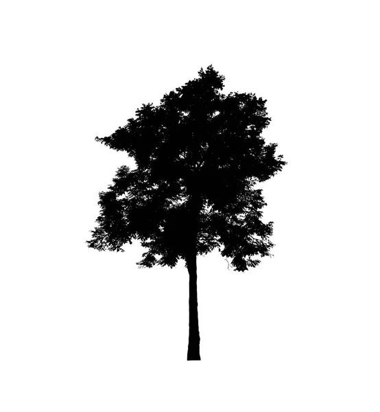 Siluet Pohon Untuk Kuas Pada Latar Belakang Putih — Stok Foto