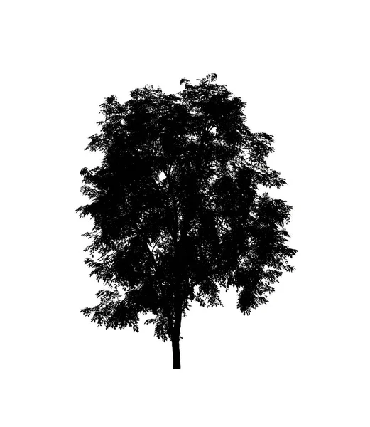 Tree Silhouette Brush White Background — Stock Photo, Image