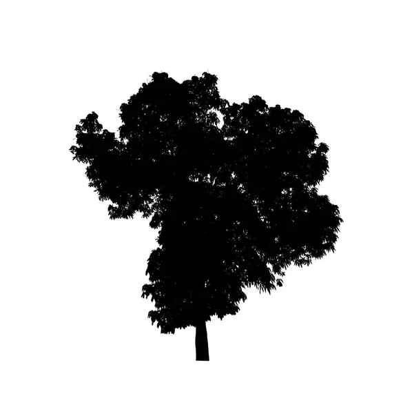 Tree Silhouette Brush White Background — Stock Photo, Image