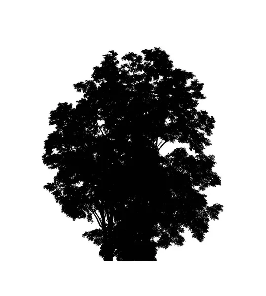 Tree Silhouette Brush White Background — Stock Photo, Image