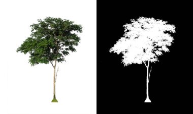 Beyaz arkaplanda izole edilmiş ağaç hem yazdırma hem de web sayfaları için uygundur