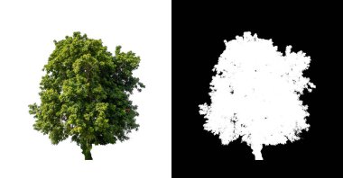 Beyaz arkaplanda izole edilmiş ağaç hem yazdırma hem de web sayfaları için uygundur