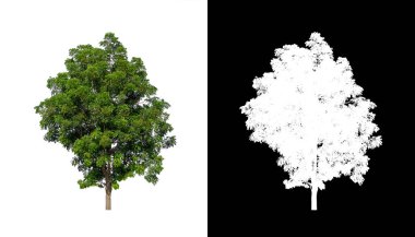 Beyaz arkaplanda izole edilmiş ağaç hem yazdırma hem de web sayfaları için uygundur