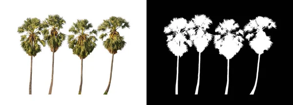 在白色背景上隔离的糖棕榈既适合打印 也适合网页 — 图库照片