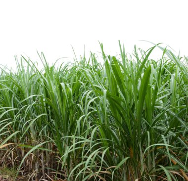 Şeker kamışı ile gök