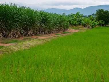 Şeker kamışı tarlaları, Tayland 'daki tropikal tarım bitkileri..