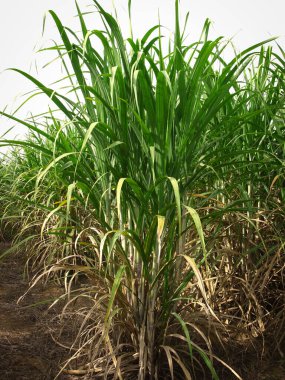 Şeker kamışı ile gök