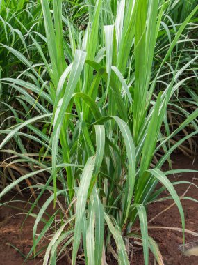 Şeker kamışı ile gök