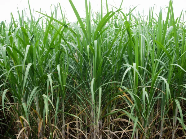 Sockerrörsodlingar Den Tropiska Jordbruksväxten Thailand — Stockfoto