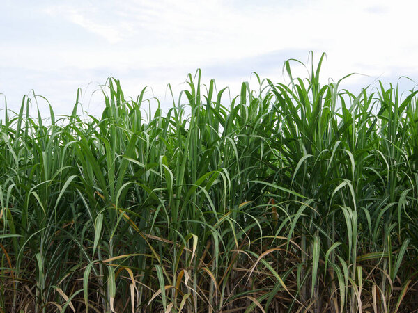 Сахарные плантации, сельскохозяйственные тропические растения в Таиланде.