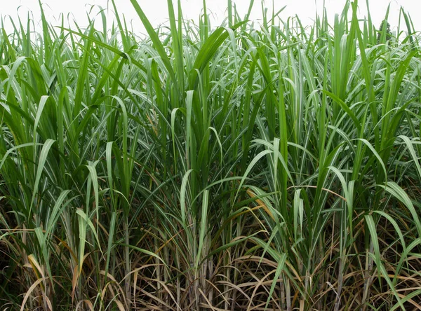 Sugarcane Plantations Agriculture Tropical Plant Thailand — Stock Photo, Image