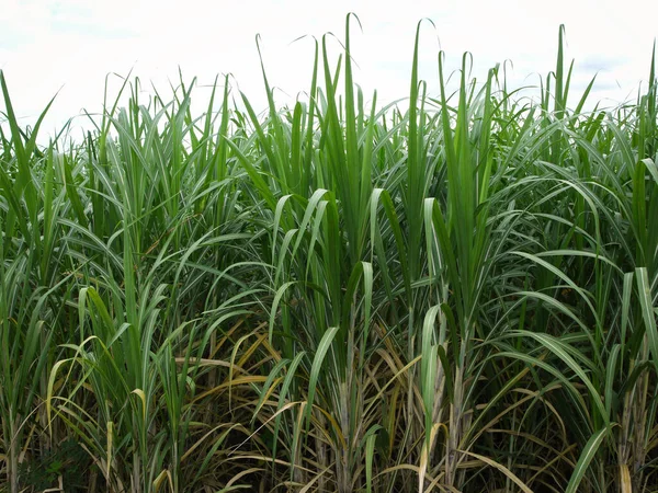 Sugarcane Plantations Agriculture Tropical Plant Thailand — Stock Photo, Image