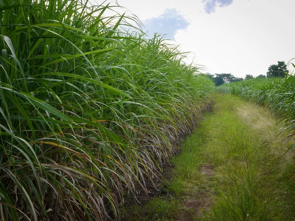Plantações Cana Açúcar Agricultura Planta Tropical Tailândia Árvores Crescem Chão — Fotografia de Stock