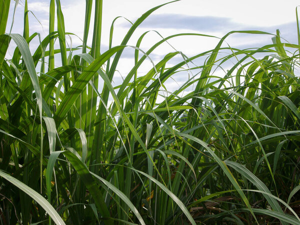 Сахарная трость с небом
