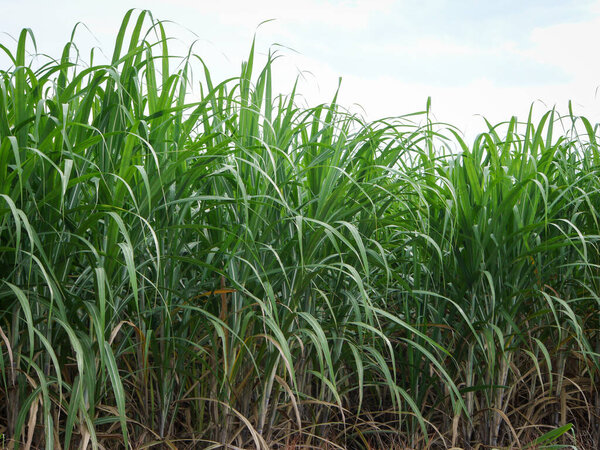 Сахарные плантации, сельскохозяйственные тропические растения в Таиланде.