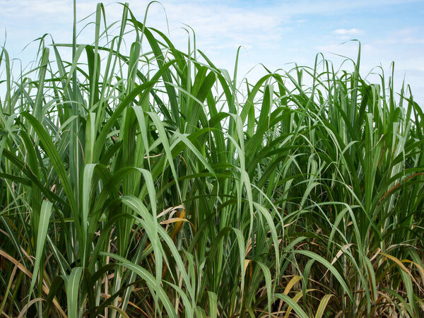 Сахарные плантации, сельскохозяйственные тропические растения в Таиланде.